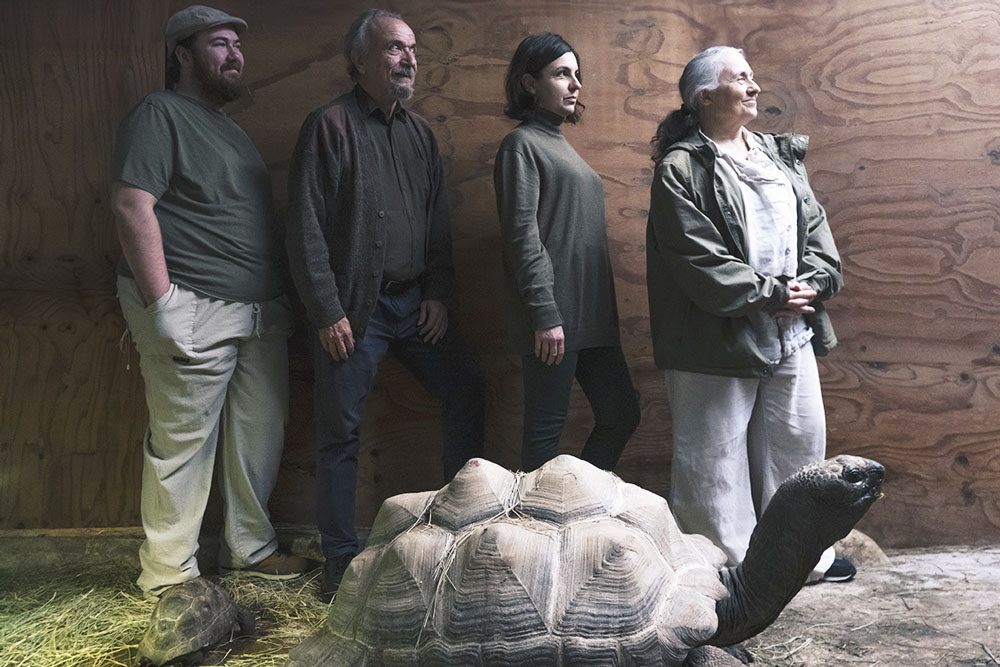 Quatre persones observant una tortuga gegant en un recinte amb terra de fenc i parets de fusta.